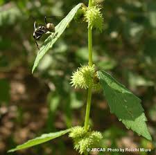 Image result for Triumfetta tomentosa