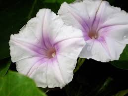 Image result for Ipomoea polymorpha