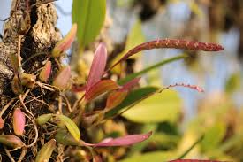 Image result for Bulbophyllum falcatum