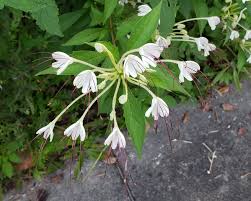 Image result for Clerodendrum incisum