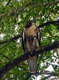 Pawleys Island Peeps