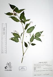 Image result for Rivina humilis