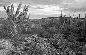 Looking for a hotel in baja california sur? Baja California Sur Location And Size Climate Plants And Animals Environmental Protection