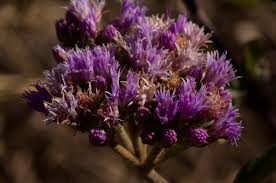 Image result for Bothriocline longipes