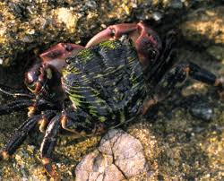 Image result for Craspedorhachis