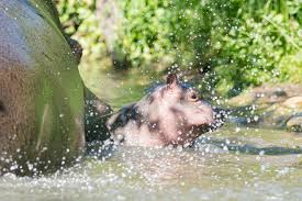 flusspferdgeburt im zoo basel