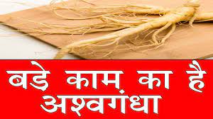 It finds its origins in mid 17th century: à¤…à¤¶ à¤µà¤— à¤§ à¤• 10 à¤œ à¤¬à¤°à¤¦à¤¸ à¤¤ à¤« à¤¯à¤¦ Ashwagandha Benefits In Hindi Indian Ginseng Winter Cherry Youtube