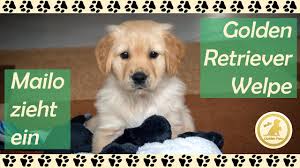 With their breeder, waiting for you! Mailo Zieht Ein Golden Retriever Welpe 8 Wochen Alt Puppy 8 Weeks Old Hundekanal Youtube