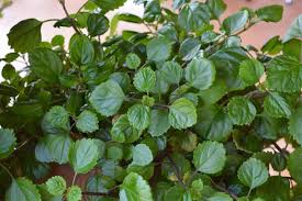 Image result for Plectranthus verticillatus
