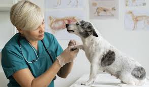 10 Things to Look For Before Choosing a Veterinarian for Your Pet