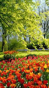 Eleletsitz Tulip Garden Wallpaper Images Beautiful Flowers Garden Spring Nature Beautiful Flowers Wallpapers