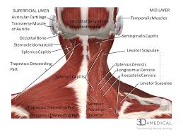 muscles advanced anatomy 2nd ed