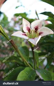 Image result for Rothmannia longiflora