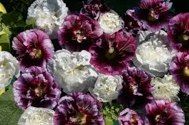 Image result for Alcea rosea `Appleblossom`