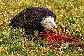 Vertebrates (animals with a backbone) and invertebrates (animals without a backbone). Carrion Definition What Wild Birds Eat