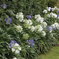 Image result for Agapanthus codii