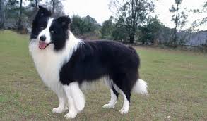 Palmhaven collies has puppies available! Border Collie Dog Breed Information