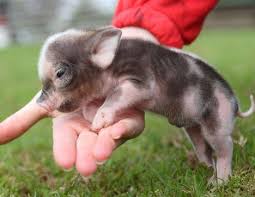Rind, kalb, schwein, lamm, wild und geflügel: Teacup Schweinchen Gesucht Tiere Schwein