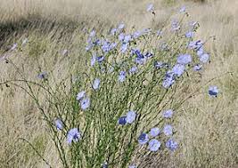Image result for Linum volkensii