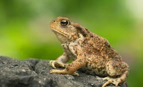 Benjeshecke Lebensraum Fur Tiere Tiere Amphibien Waldtiere