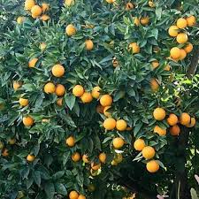 2 3 Year Old 2 3 Ft Valencia Orange Tree Orange Tree Valencia Orange Olive Plant