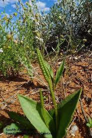 Image result for Ophioglossum polyphyllum