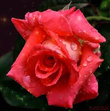 La rosa rossa e' il simbolo dell'amore e della passione ardente e di solito si pensa di farne omaggio alla persona amata in occasioni speciali o ricorrenze come anniversari, san. Gif Con Rose Mazzi Bellissimi Di Colori Diversi 60 Immagini Animate