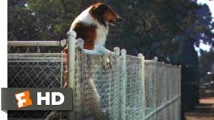 Hard times come for the carraclough family and they are forced to sell their dog, lassie, to the rich duke of rudling. Lassie Come Home 3 10 Movie Clip Jumping The Fence 1943 Hd Youtube