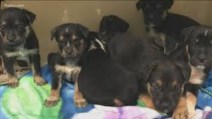 Adopt a dog, cat, puppy or kitten from our. Coronavirus In Georgia Lifeline Animal Shelters Cages Empty 11alive Com