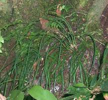 Image result for Vittaria