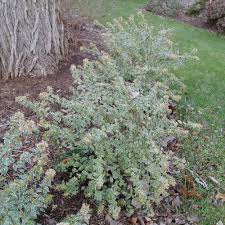 Image result for Mechowia grandiflora