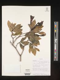 Image result for Rothmannia fischeri