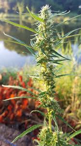 Image result for Cannabaceae
