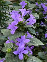 Image result for Barleria cristata