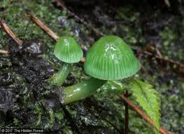 Image result for Ozoroa viridis