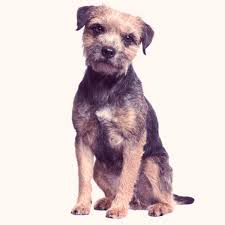 Image result for border teriér