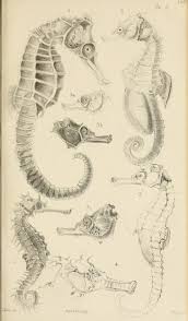 Catalogue Of Lophobranchiate Fish In The Collec Scientific Drawing Scientific Illustration Art