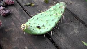 Propagating cacti with stem and leaf cuttings is the second best way to propagate cacti. How To Root Cactus Pads Propagate Clone Youtube
