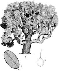 Image result for Calophyllum inophyllum