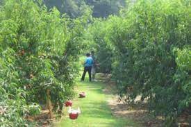 Years later we planted blackberries, raspberries, and peaches. Tennessee Peach Orchards Offer Summer Fun Tn Home Farm