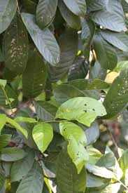 Image result for Aporrhiza paniculata