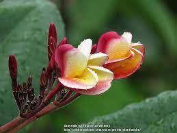 Plumerias Plant Care And Collection Of Varieties Garden Org Plumeria Plant Care Plants