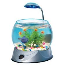 There's a lot of conflicting information about betta tanks & home much space they actually need in their aquariums. Null Pet Accessories Pet Supplies Online Pet Supplies