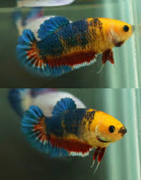 Item Fwbettashmp1456316098 Yellow Head Female A2 Ends Wed Feb 24 2016 06 14 58 Am Cdt Betta Fish Betta Fish Types Betta