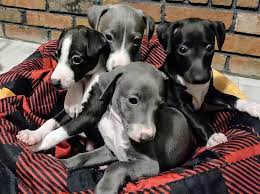 Maybe you would like to learn more about one of these? Skyline Kennels Italian Greyhound Puppies For Sale Facebook