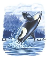 Maybe you would like to learn more about one of these? Jumping Orca Print By Jq Licensing Orca Art Orca Tattoo Orca