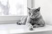 7 Stunning Cat Breeds with Grey Coats • Purrfect Cat Breeds