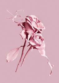 J e n n i f e r ya guessed it, here's yet another appreciation moodboard for my. Pink Flowers Aesthetic Wallpapers Top Free Pink Flowers Aesthetic Backgrounds Wallpaperaccess