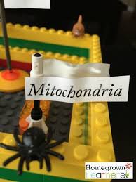 How to make a animal cell model with home objects, how to make a dimension : Lego Animal Cell Homegrown Learners