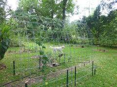 Check spelling or type a new query. Trellis Recommendations Needed For Kiwi Vines